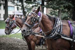 NYC Horse Carriages 2019 - Captured at Central Park Carriage Rides, Manhattan NY United States.