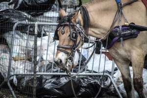 NYC Horse Carriages 2019 - Captured at Central Park Carriage Rides, Manhattan NY United States.