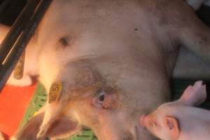 Sow with piglets in farrowing pen - Captured at Berrybank Piggery, Windermere VIC Australia.