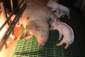 Sow with piglets in farrowing pen - Captured at Berrybank Piggery, Windermere VIC Australia.
