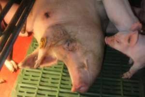 Sow with piglets in farrowing pen - Captured at Berrybank Piggery, Windermere VIC Australia.