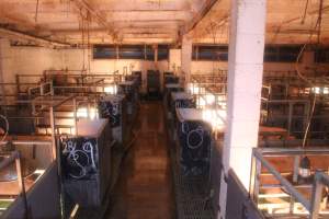 Aisle of farrowing pen shed - Captured at Berrybank Piggery, Windermere VIC Australia.