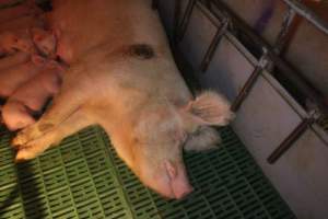 Sow with piglets in farrowing pen, large pressure sore - Captured at Berrybank Piggery, Windermere VIC Australia.