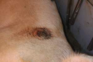 Sow with large pressure sore in farrowing pen - Captured at Berrybank Piggery, Windermere VIC Australia.