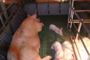 Sow with piglets in farrowing pen - Captured at Berrybank Piggery, Windermere VIC Australia.