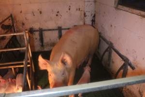 Sow with piglets in farrowing pen - Captured at Berrybank Piggery, Windermere VIC Australia.