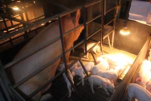 Sow with piglets in farrowing crate - Captured at Berrybank Piggery, Windermere VIC Australia.