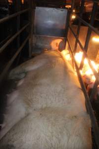 Sow with piglets in farrowing crate - Captured at Berrybank Piggery, Windermere VIC Australia.