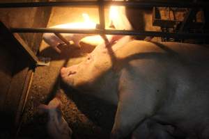 Sow with piglets in farrowing crate - Hard concrete floor - Captured at Berrybank Piggery, Windermere VIC Australia.
