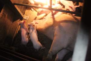 Sow with piglets in farrowing crate - Hard concrete floor - Captured at Berrybank Piggery, Windermere VIC Australia.