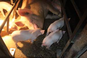 Sow with piglets in farrowing crate - Hard concrete floor - Captured at Berrybank Piggery, Windermere VIC Australia.