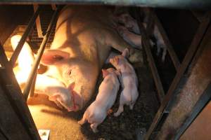 Sow with piglets in farrowing crate - Hard concrete floor - Captured at Berrybank Piggery, Windermere VIC Australia.
