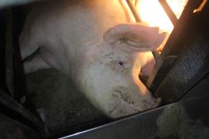 Sow in farrowing crate - Hard concrete floor - Captured at Berrybank Piggery, Windermere VIC Australia.