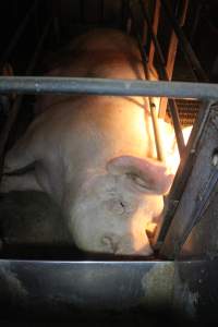 Sow in farrowing crate - Hard concrete floor - Captured at Berrybank Piggery, Windermere VIC Australia.