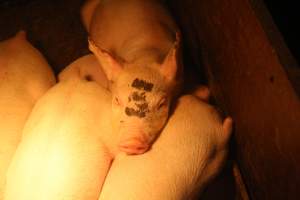 Piglets in farrowing crate - Captured at Berrybank Piggery, Windermere VIC Australia.