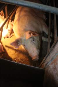 Sow with piglets in farrowing crate - Hard concrete floor - Captured at Berrybank Piggery, Windermere VIC Australia.