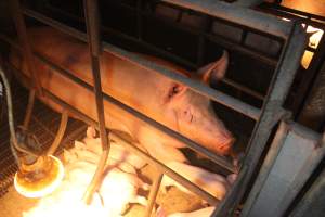 Sow with piglets in farrowing crate - Hard concrete floor - Captured at Berrybank Piggery, Windermere VIC Australia.