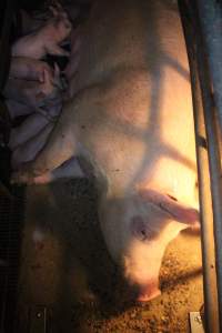Sow with piglets in farrowing crate - Hard concrete floor - Captured at Berrybank Piggery, Windermere VIC Australia.