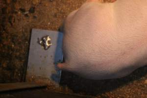 Piglet with cut tail - Captured at Berrybank Piggery, Windermere VIC Australia.
