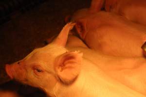 Piglets in farrowing crate - Captured at Berrybank Piggery, Windermere VIC Australia.