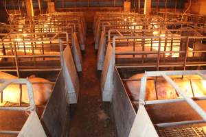 Aisle of farrowing crate shed - Captured at Berrybank Piggery, Windermere VIC Australia.