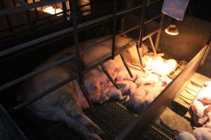 Sow with piglets in farrowing crate - Captured at Berrybank Piggery, Windermere VIC Australia.