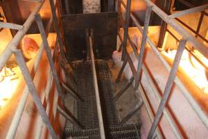 Sows side by side in farrowing crates - Captured at Berrybank Piggery, Windermere VIC Australia.