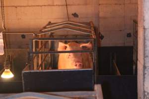 Sow in farrowing crate looking across room - Captured at Berrybank Piggery, Windermere VIC Australia.