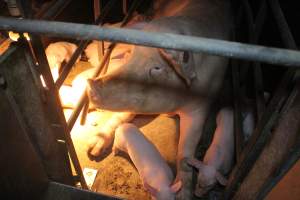 Sow with piglets in farrowing crate - Captured at Berrybank Piggery, Windermere VIC Australia.