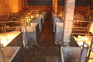 Aisle of farrowing crate shed - Captured at Berrybank Piggery, Windermere VIC Australia.