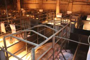 Looking across farrowing crate shed - Multiple crates in view - Captured at Berrybank Piggery, Windermere VIC Australia.