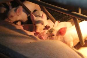 Piglets feeding from their mother in farrowing crate - Captured at Berrybank Piggery, Windermere VIC Australia.