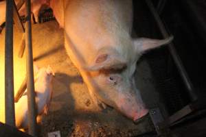 Sow in farrowing crate - Hard concrete floor - Captured at Berrybank Piggery, Windermere VIC Australia.