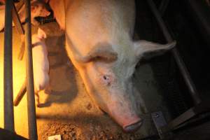 Sow in farrowing crate - Hard concrete floor - Captured at Berrybank Piggery, Windermere VIC Australia.