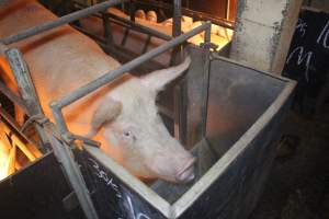 Sow standing in farrowing crate - Captured at Berrybank Piggery, Windermere VIC Australia.