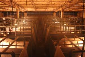 Aisle of farrowing crate shed - Captured at Berrybank Piggery, Windermere VIC Australia.