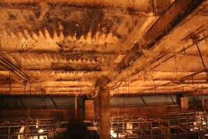 Ceiling of farrowing crate shed covered in cobwebs - Captured at Berrybank Piggery, Windermere VIC Australia.