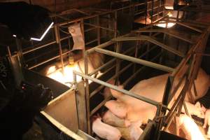 Investigator films sow with her piglets in farrowing crate - Captured at Berrybank Piggery, Windermere VIC Australia.