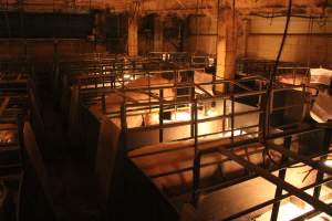 Wide view of sow standing in farrowing crate - Several crates in view - Captured at Berrybank Piggery, Windermere VIC Australia.