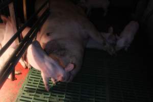Sow with piglets in farrowing pen - Captured at Berrybank Piggery, Windermere VIC Australia.