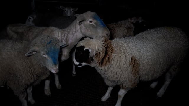 Handheld footage - animals in pens