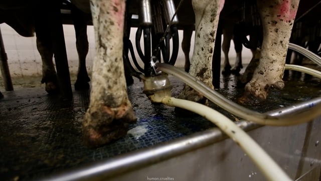 Milking cows