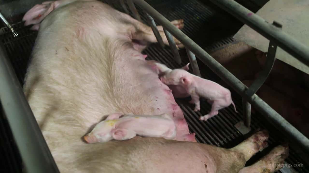 Nambeelup Piggery WA, Nambeelup WA, mid 2014