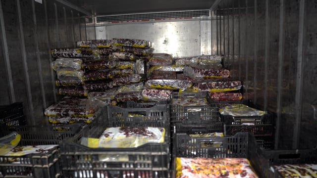 Handheld footage - chillers, carcasses and offal bins