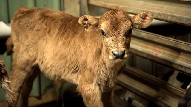 Animals in the holding pens