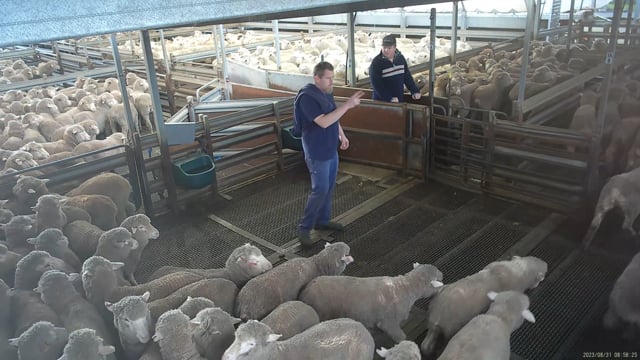 Sheep in the holding pens