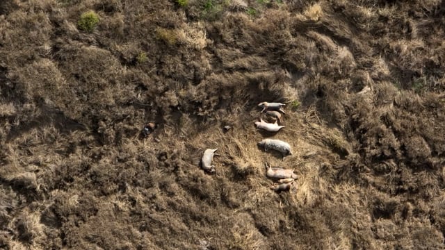 Dead pile outside of Piggery