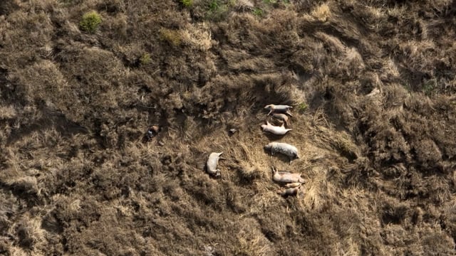 Dead pile outside of Piggery