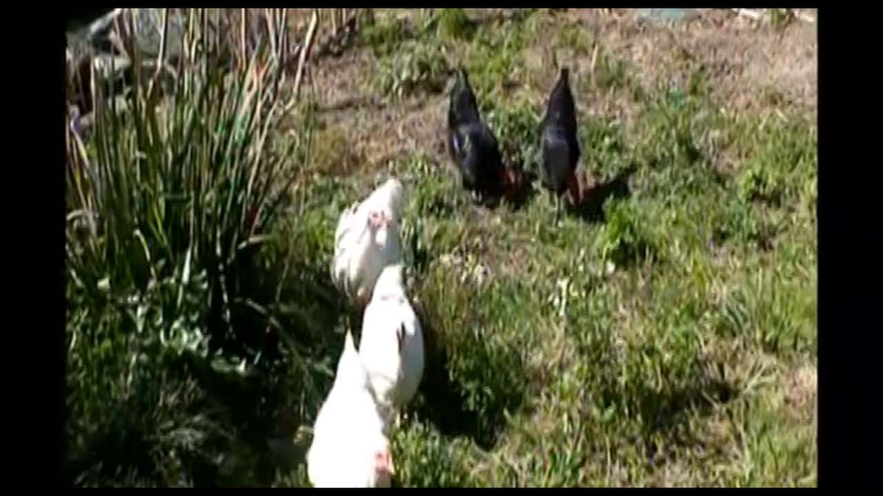 Rescued Broilers 2012