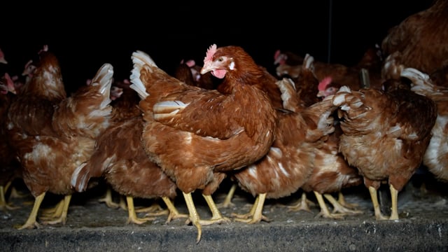 Handheld footage of free-range egg farm